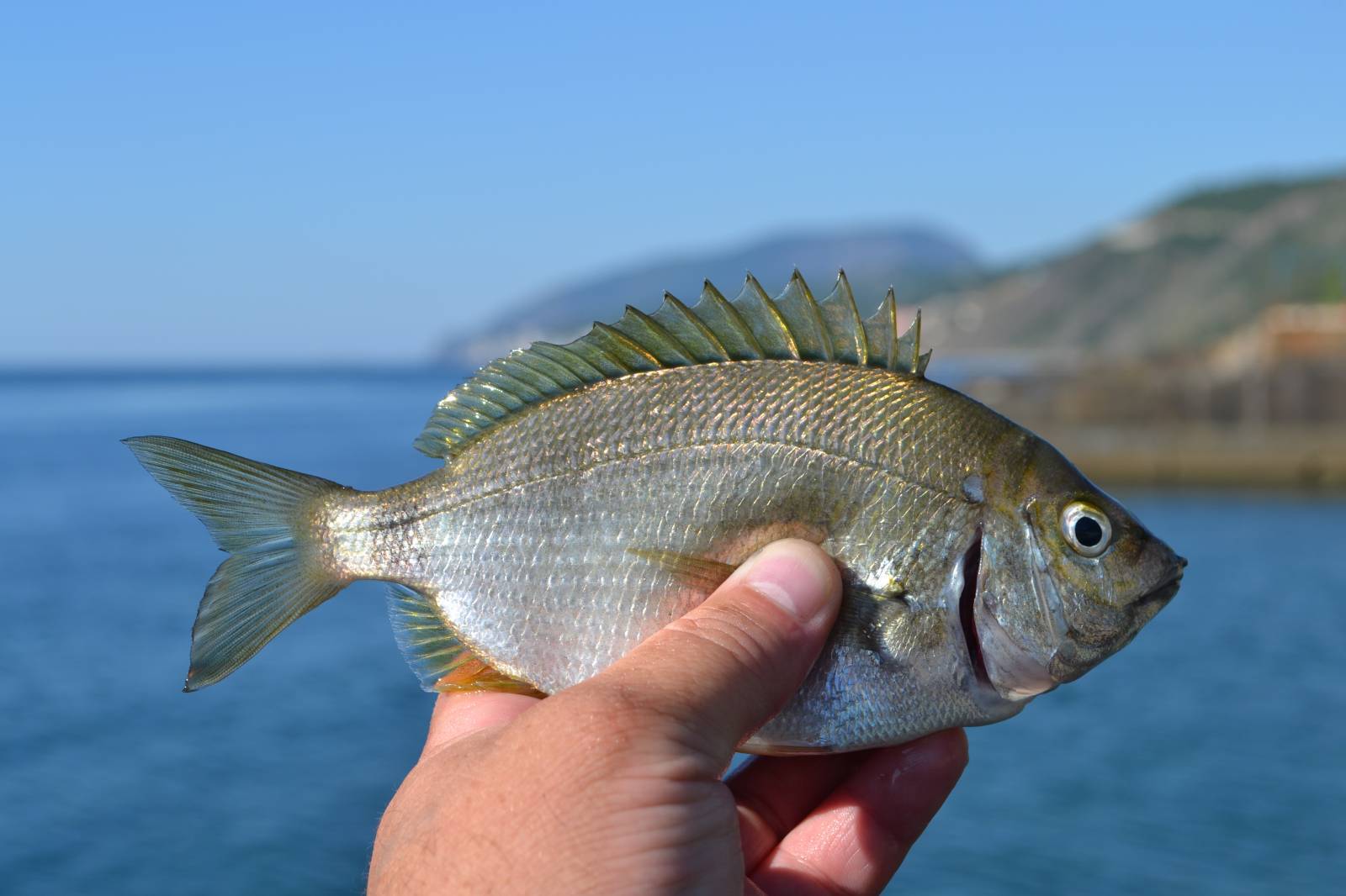 рыбы черного моря названия и фото