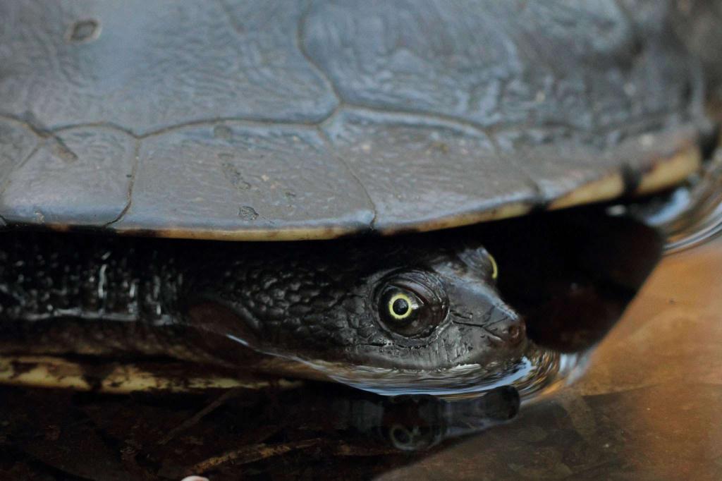 Чем питаются болотные. Европейская Болотная черепаха. Черная Болотная черепаха. Карликовая Болотная черепаха. Европейская Болотная черепаха маленькая.