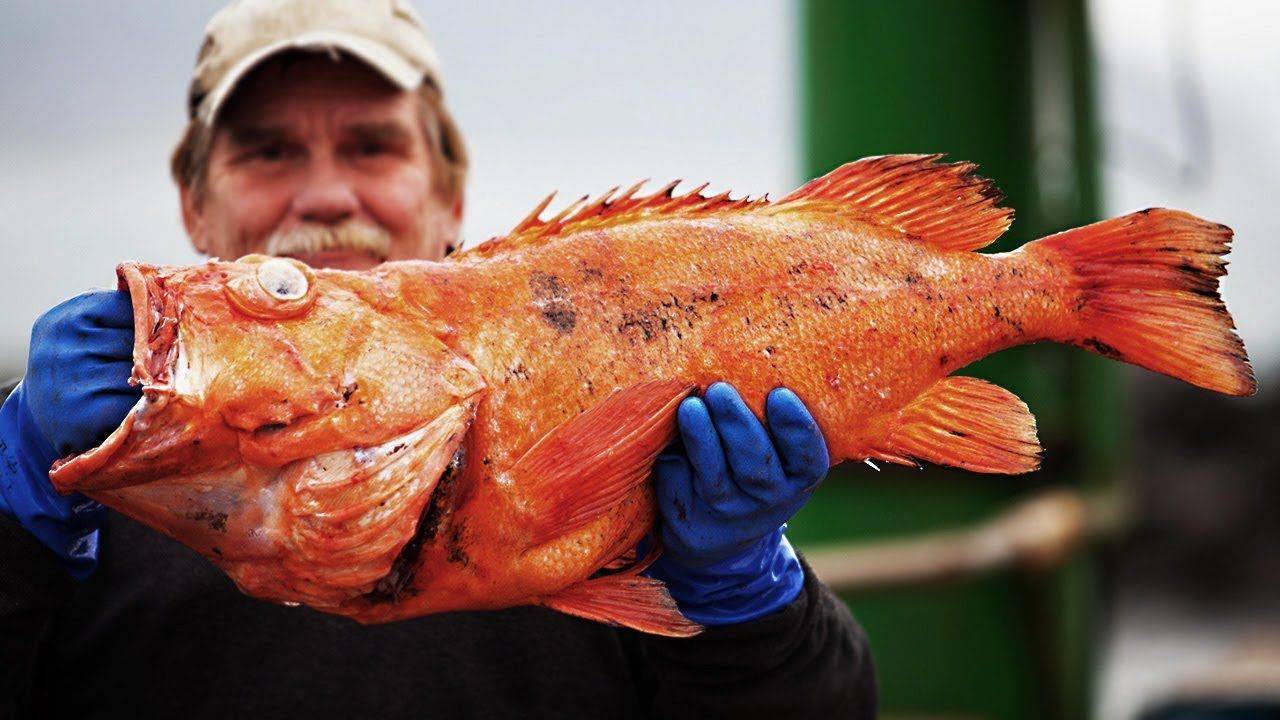 Рыба «Морской окунь красный» фото и описание