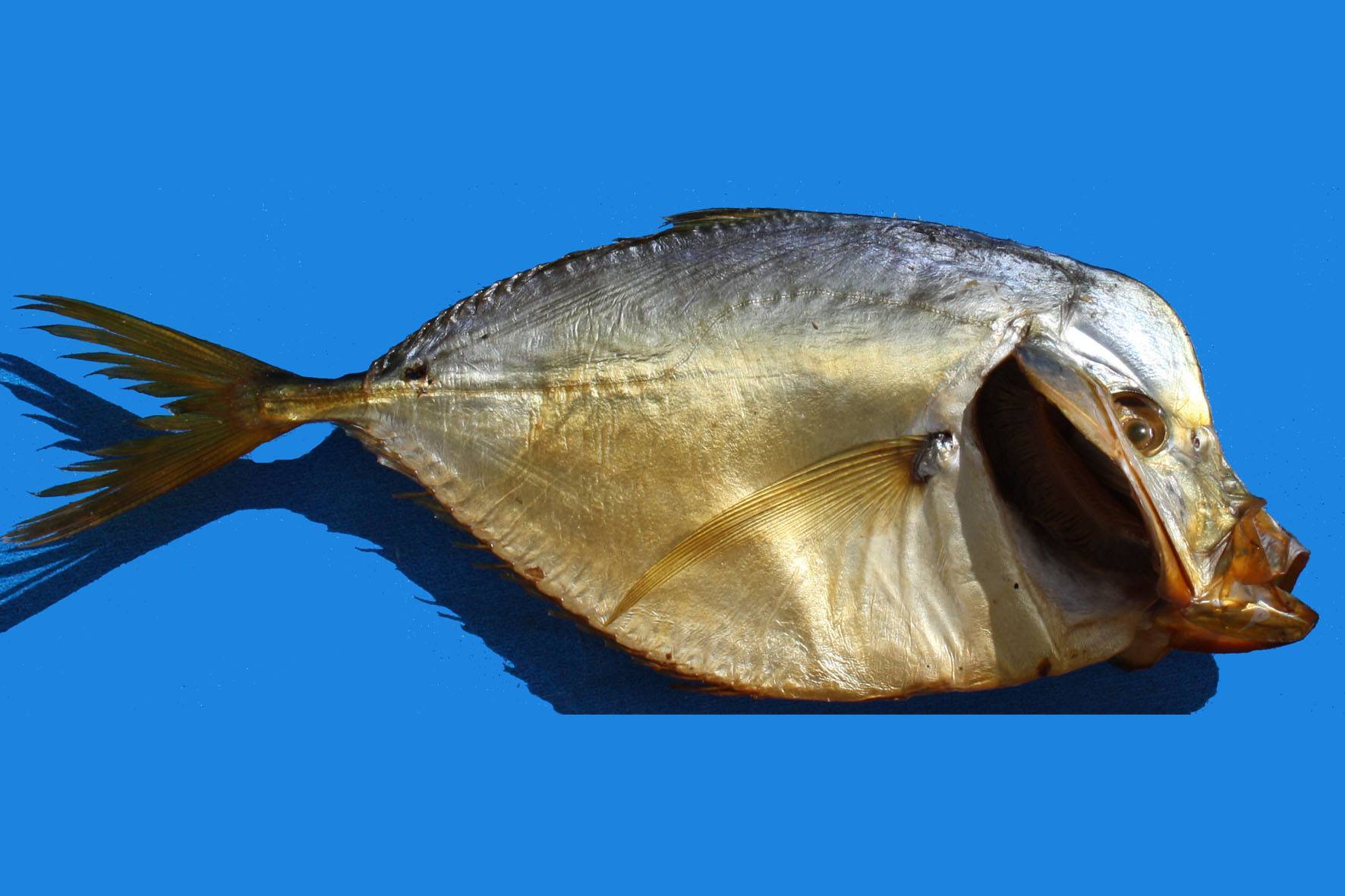 Рыба рыбец и его описание