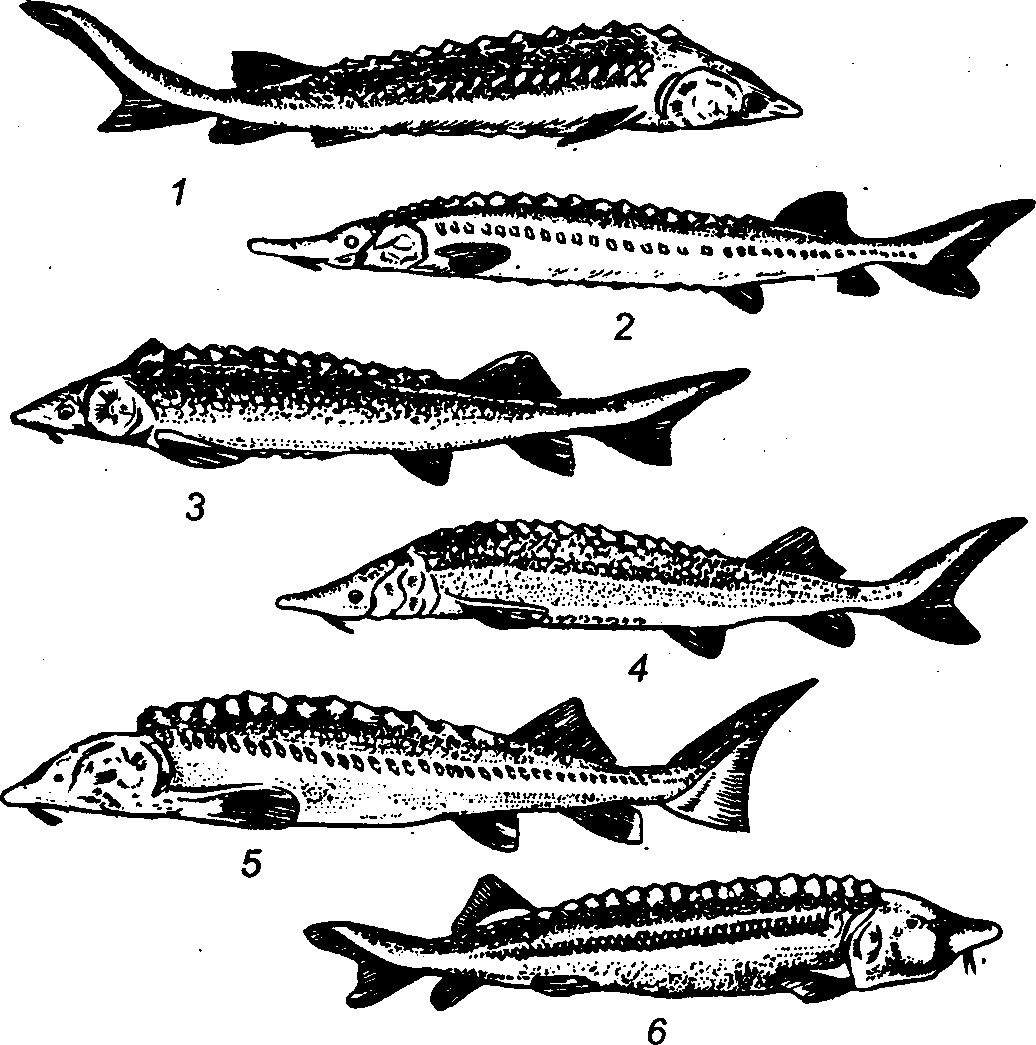 Семейство осетровых рыб стерлядь