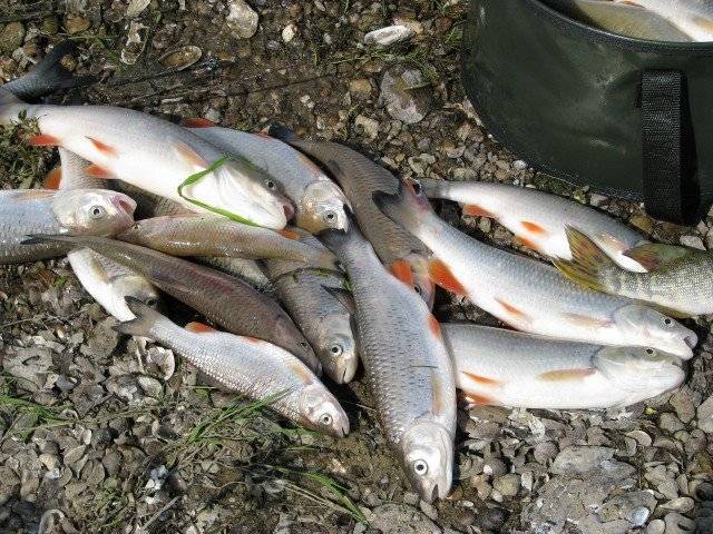Самые рыбные места в волгоградской области