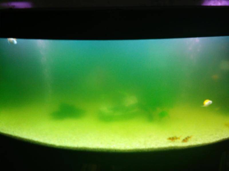 Аквариум зеленеет что делать и почему. Мутная вода в аквариуме. Зеленоватая вода в аквариуме. Зеленая вода в аквариуме. Мутный аквариум.