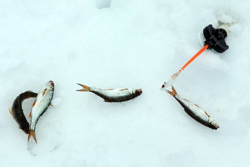 Мормышка для зимней подледной рыбалки советы начинающим рыбакам