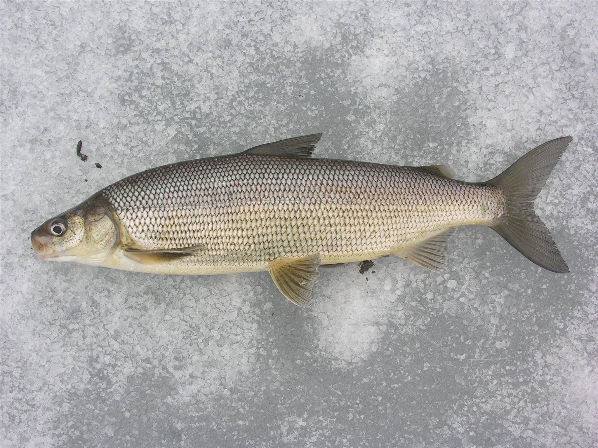 северная рыба фото