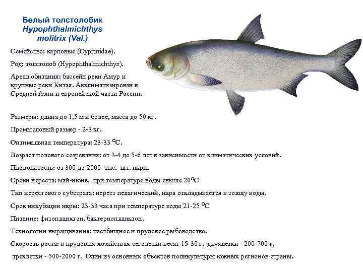 Рипус рыба - описание, среда обитания, нерест, промысел, рыбалка на рипуса, рецепты