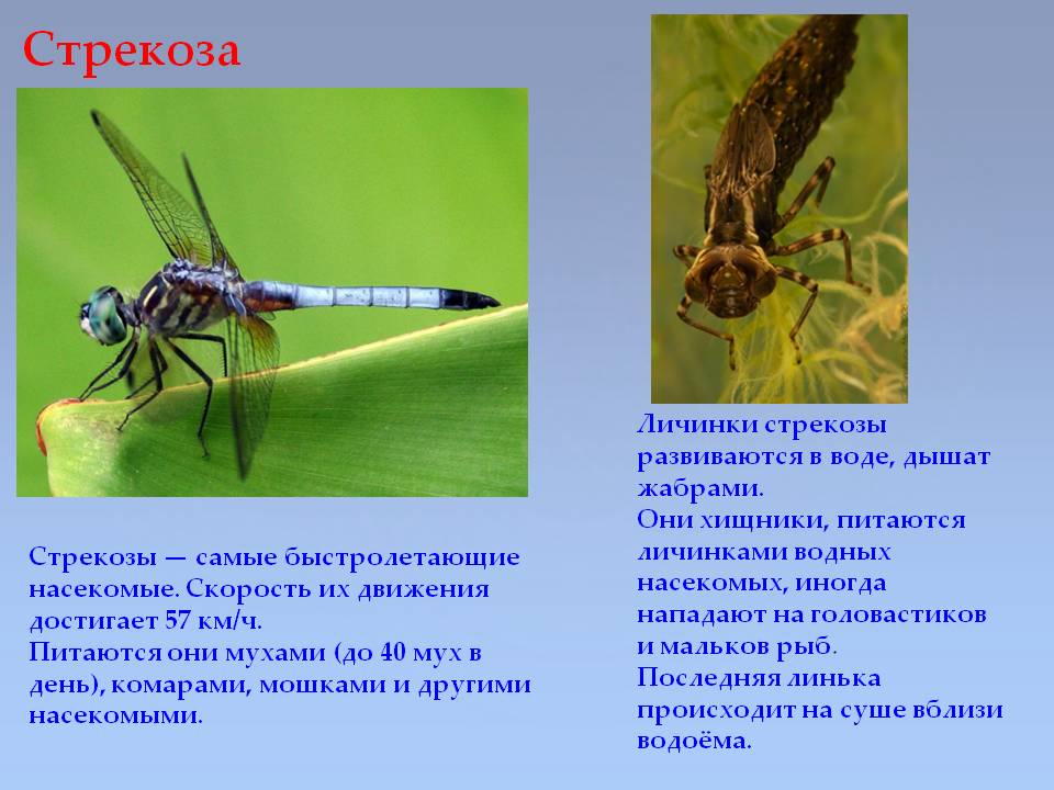 Стрекоза большое коромысло: внешний вид, рацион, среда обитания