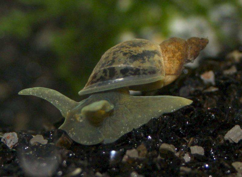 7 видов аквариумных улиток: какие лучше чистят, чем питаются, для чего они нужны