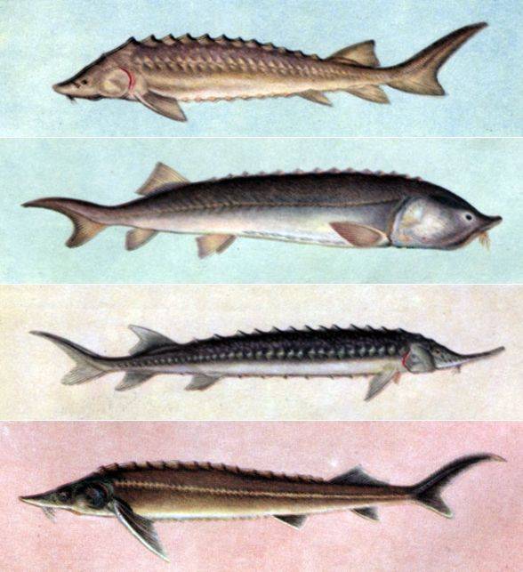 Стерлядь — рыба из семьи осетровых. чем отличается осетр от стерляди? сходства и различия