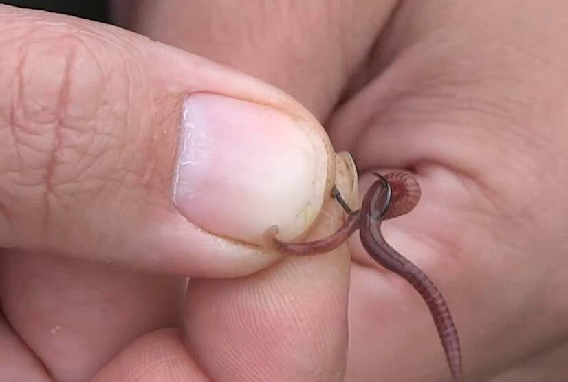 Как правильно насаживать червя на крючок для ловли разных рыб