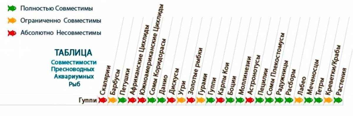 Совместимость скалярий с другими рыбами в аквариуме таблица фото