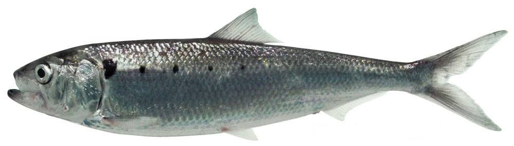 Кунджа фото и описание – каталог рыб, смотреть онлайн