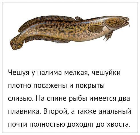 Налим???? полезные свойства и вред печени, желчи, мяса рыбы