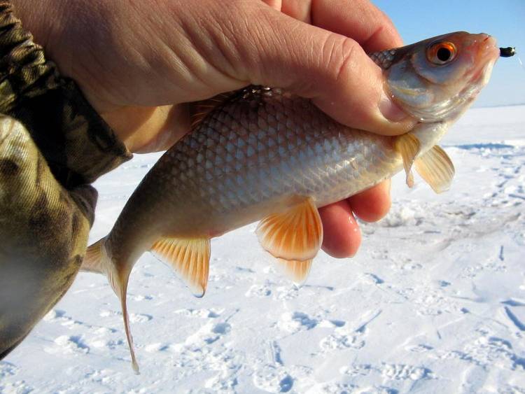 Лучшие мормышки на плотву - читайте на сatcher.fish