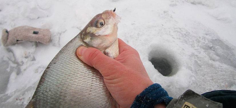 Лучшие мормышки на леща зимой: топ-10 - рыбачок!сайт рыбачок