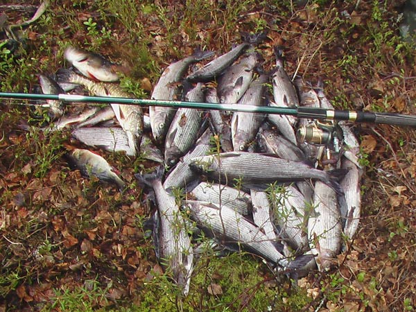 Рыбалка на кольском полуострове