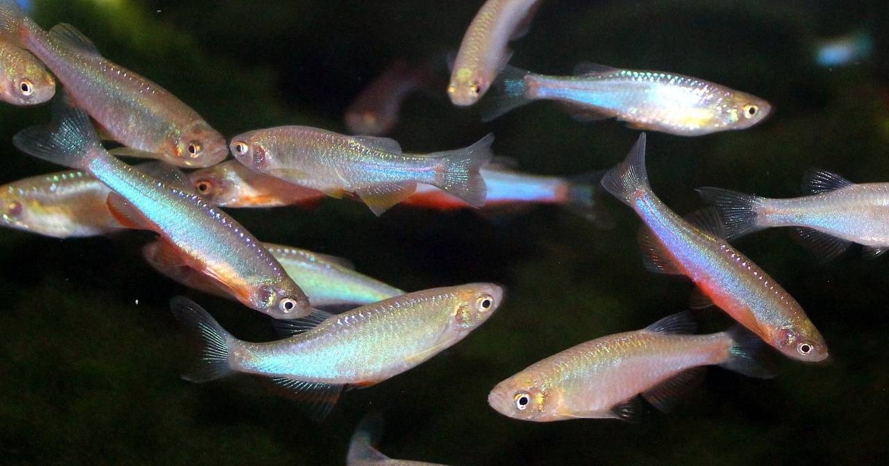 Стайная рыбка данио в вашем аквариуме, как ухаживать и размножать?