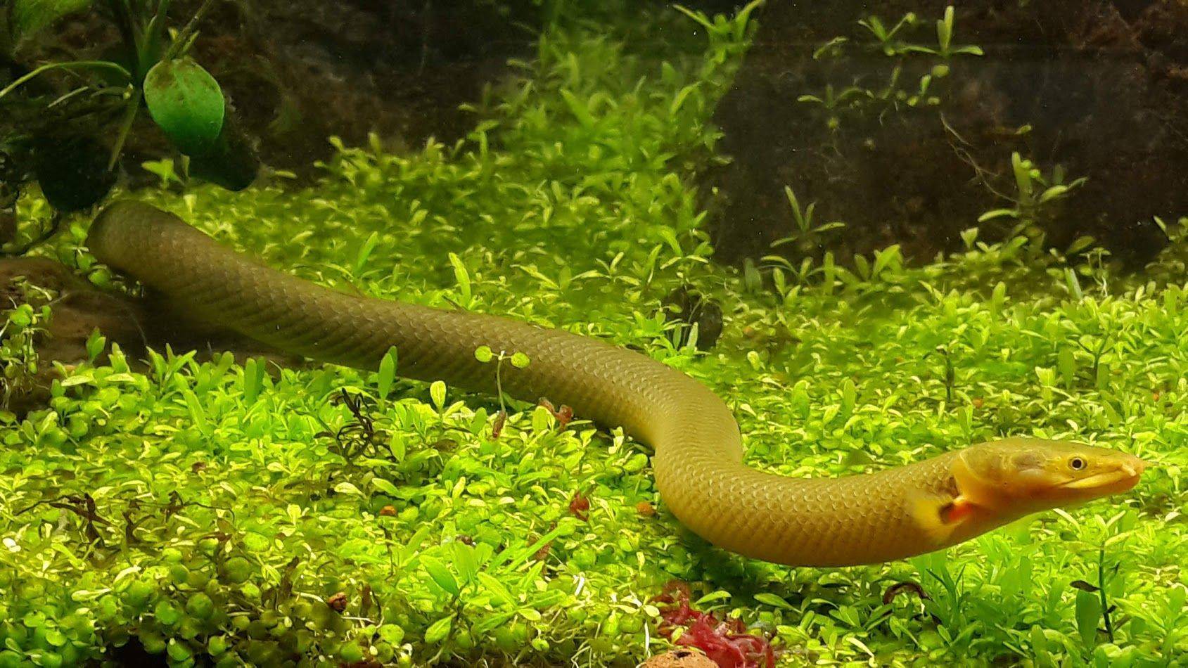 Каламоихт: внешний вид, происхождение и поведение, условия содержания и кормления рыбы-змеи