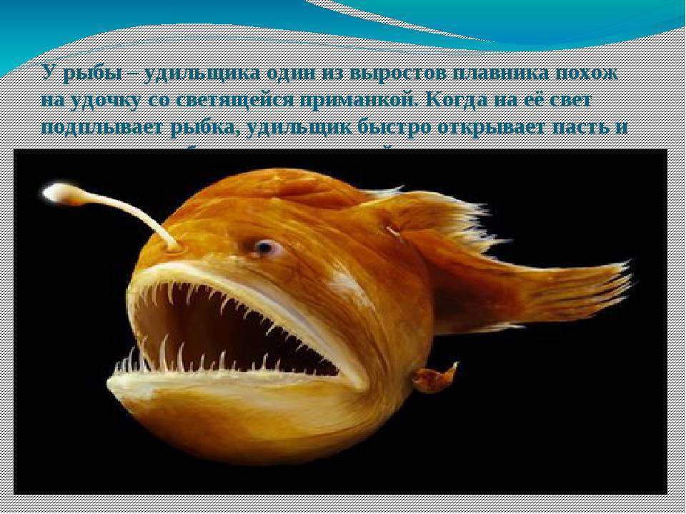 Описание глубоководной рыбы с фонариком на голове. рыба-фонарь или морской черт: описание и характеристика