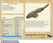 Рыбы бычки,описание
