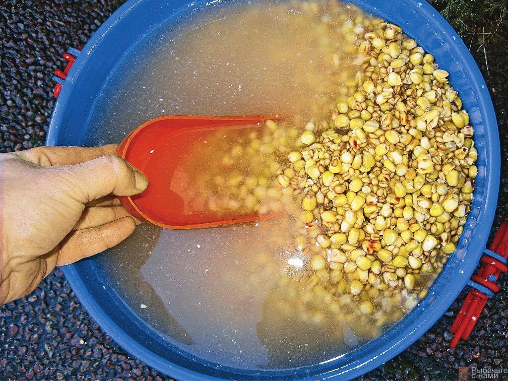Ловля карпа на кукурузу: техника и приготовление насадки разными способами