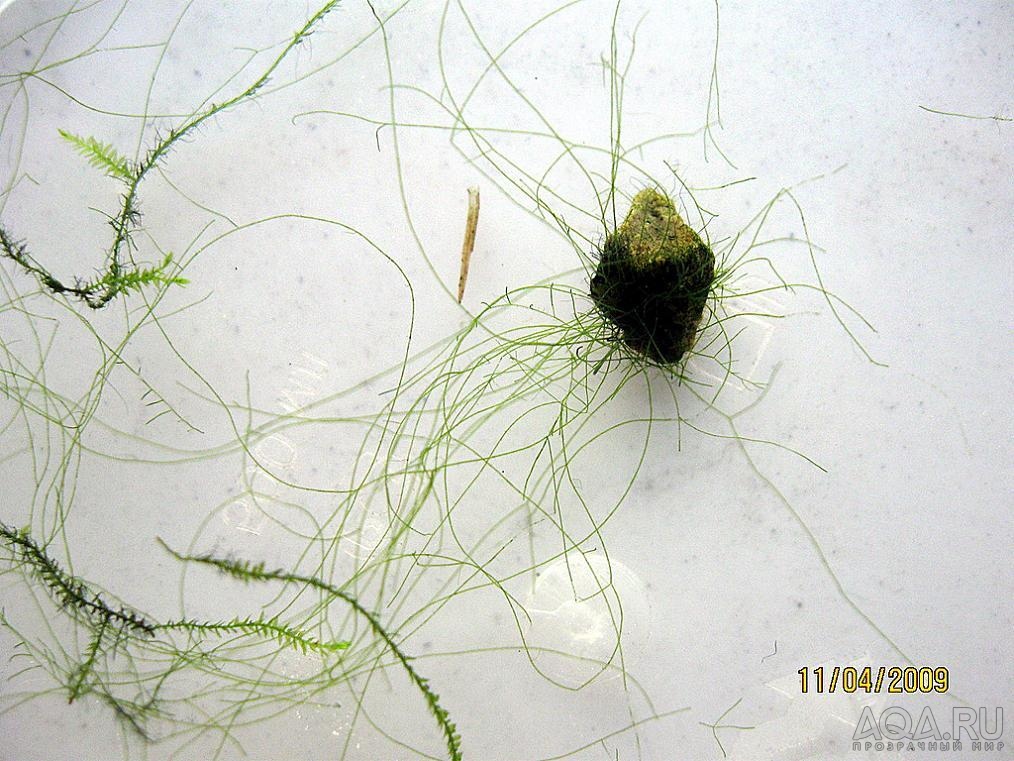 Нитчатые водоросли - как избавиться от тины в аквариуме