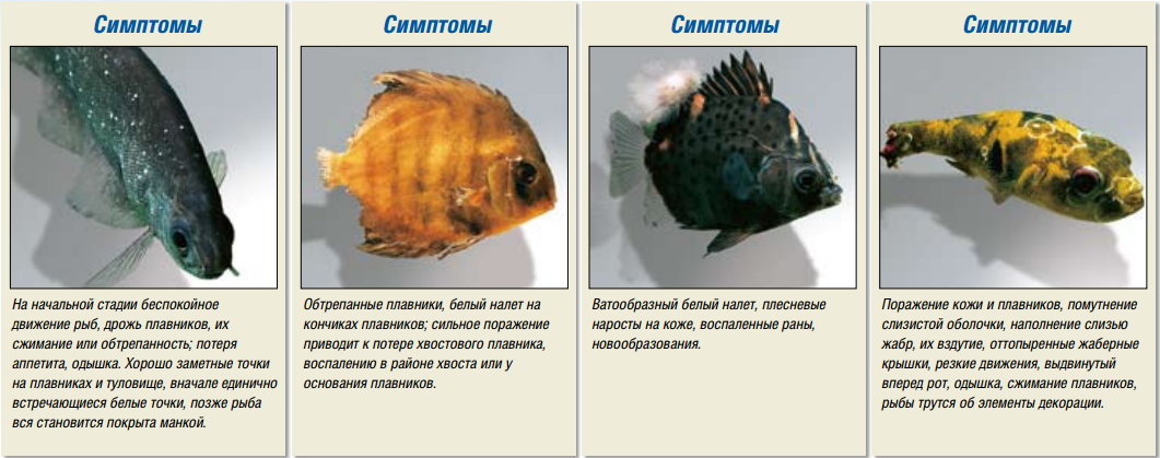 Диагностика болезней рыб. болезни аквариумных рыб. болезни аквариумных рыбок. болезни рыбок. болезни рыб. аквариумные рыбки и их болезни.