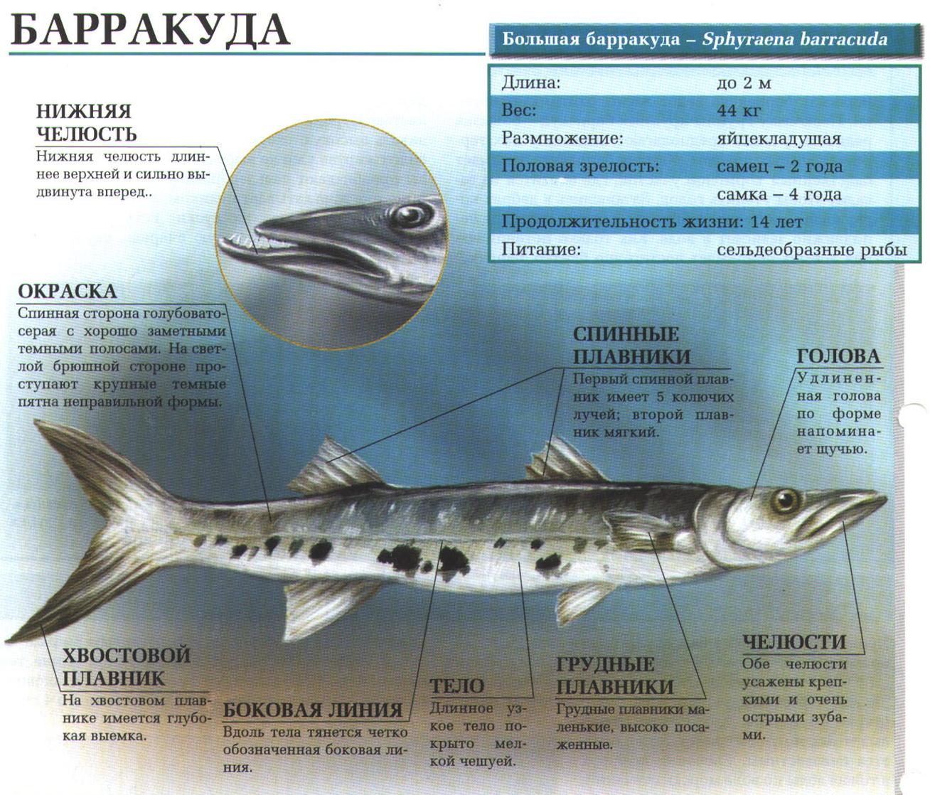 Барракуда рыба. Образ жизни и среда обитания рыбы барракуды