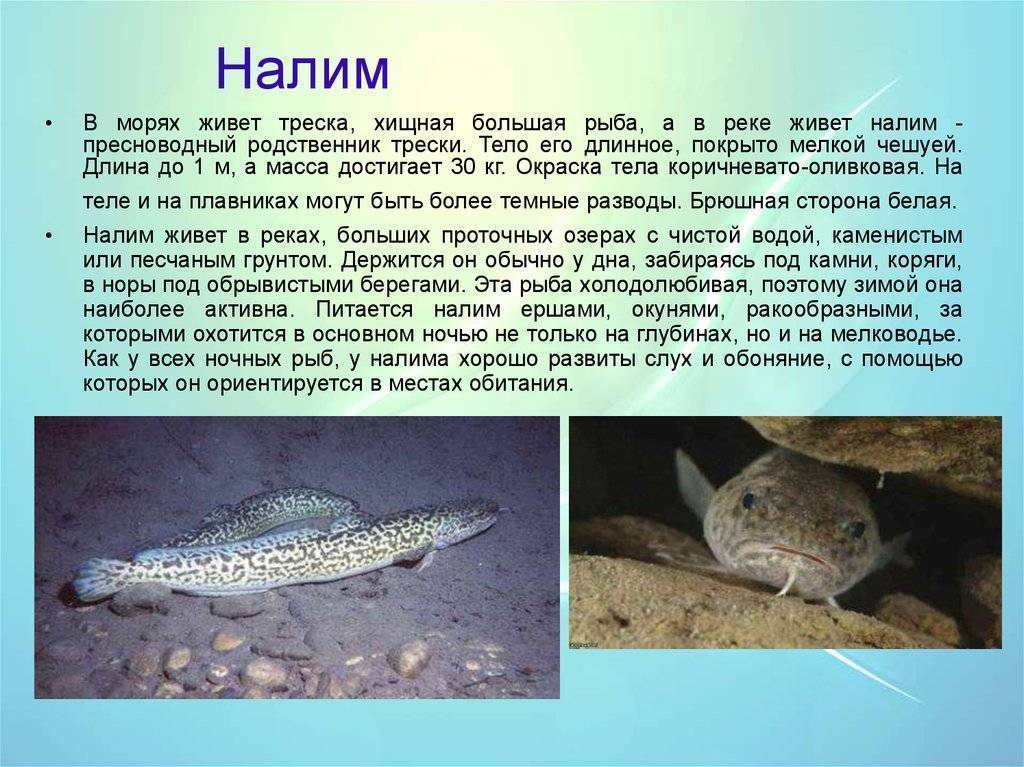 Рыба налим: описание и места обитания. нерест и ловля налима