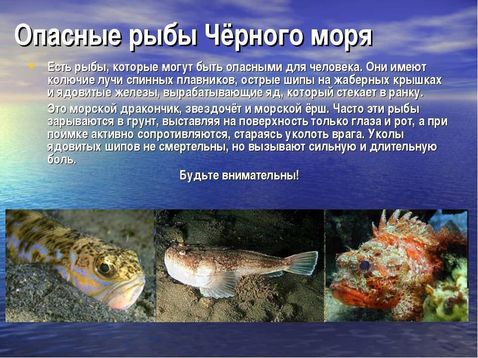 Медузы черного моря: фото и описание, виды, видео