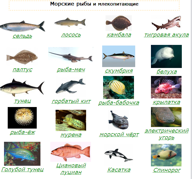 Особенности рыбы-удильщика, или так ли страшен морской черт?