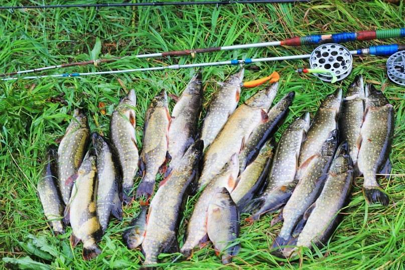 ᐉ рыбалка в смоленской области - ✅ ribalka-snasti.ru