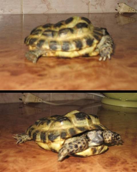 Красноухая черепаха не ест, вялая и спит в домашних условиях: почему перестала есть, что делать, можно ли заставить, причины потери аппетита