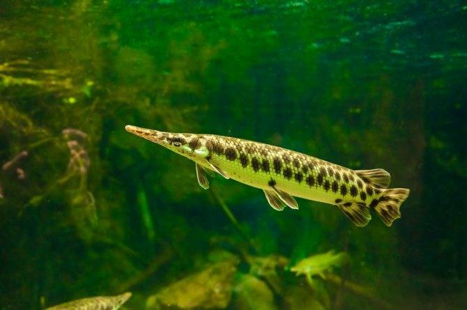 Рыба-аллигатор, или миссисипский панцирник | мир животных и растений