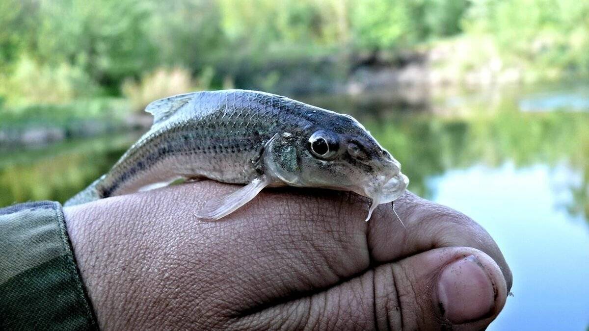 Рыба пескарь фото и описание где водится