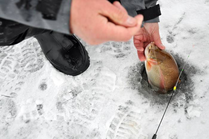 Ловля леща зимой: фото, необычные насадки для рыбалки, на что поймать крупную добычу со льда, в глухозимье, в палатке, на водохранилище, как это сделать в феврале?