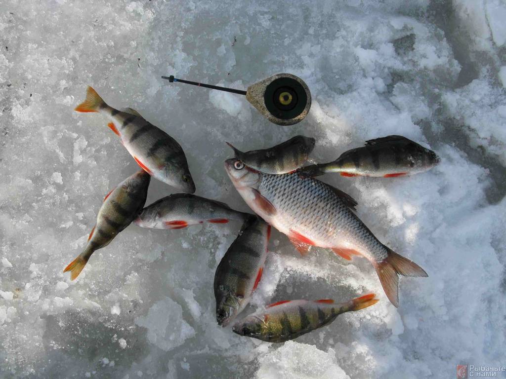 Зимняя рыбалка в глухозимье » я рыболов