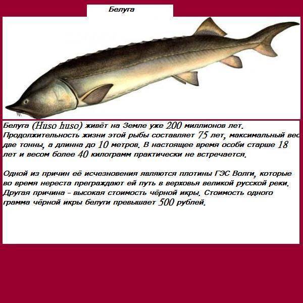 Полное описание рыбы белуга и четкие фотографии