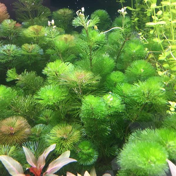 Кабомба-аквариумное растение