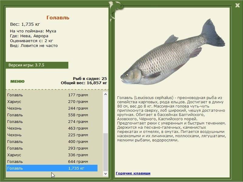 Максимальный вес ели. Пресноводная рыба семейства карповых. Хищная рыба семейства карповых. Карповые семейство рыб список. Русская рыбалка голавль.