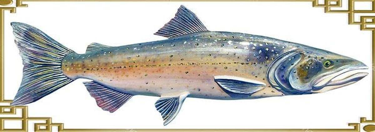 Рыба чавыча: описание, места обитания, как и на что ловить? рыба чавыча: чем полезна, где обитает, рецепты красная рыба чавыча.