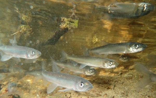 ᐉ биологическая характеристика рыбы корюшки и способы ее ловли - ✅ ribalka-snasti.ru