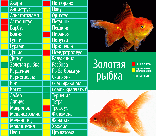 Золотая рыбка в аквариуме - уход и содержание, размножение