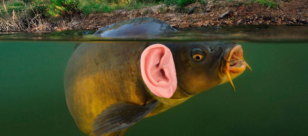 Есть ли у рыб слух? можно ли шуметь на рыбалке?