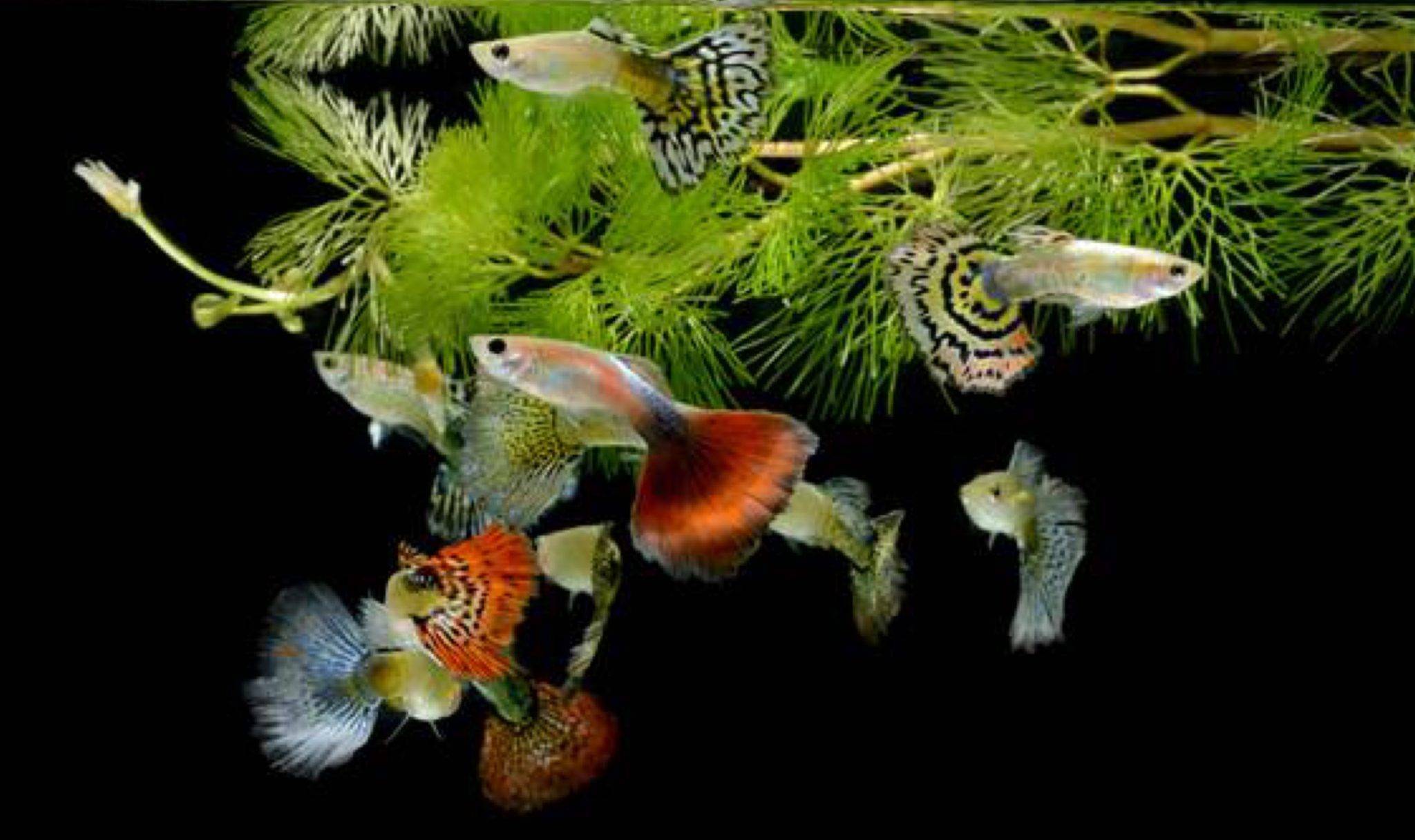Как размножаются рыбки гуппи в общем аквариуме