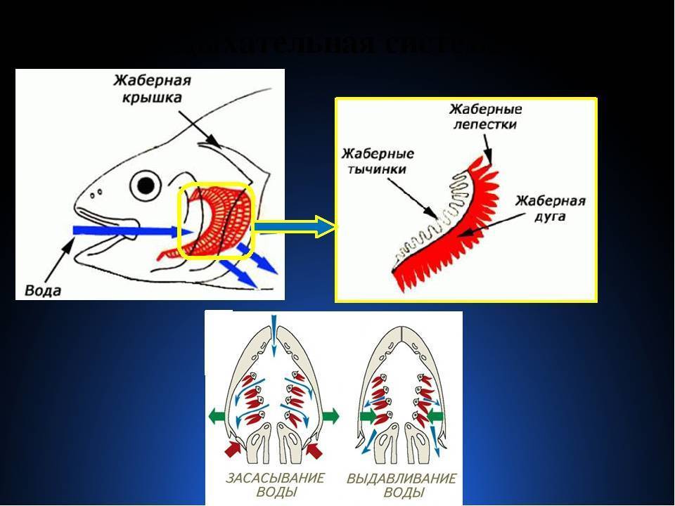 Строение рыбы внутреннее и внешнее: скелет, части(форма) тела, голова и мозг, органы передвижения, особенности