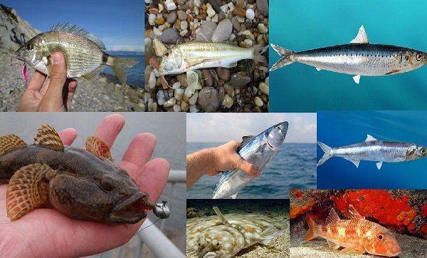 Рыбы черного моря. названия, описания и особенности рыб черного моря