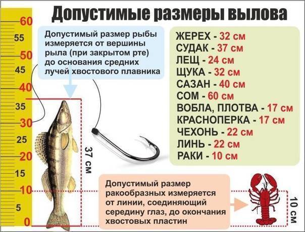 Ответ рыбоохраны: сколько суточных норм рыбы можно увезти с водоёма