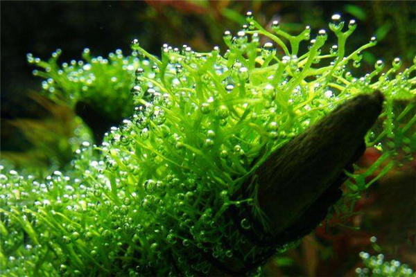 Риччия плавающая (амано и обычная) в аквариуме: описание, содержание растения, размножение, польза, виды