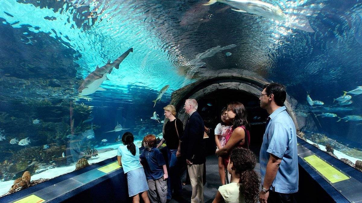 Океанариумы с большими акулами ∞ лагуна акул